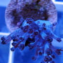 Cespitularia blue - Weichkoralle